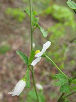 Hibiscus mutatus calyx-t.JPG